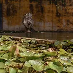 Affittacamere Prado Do Xisto - De Madeira A 7km De